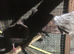 Fantails