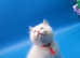 Exceptional GCCF Registered Ragdoll kittens