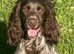 Cocker spaniel pup