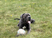 **Cane Corso Boy Looking for His Forever Home ️**