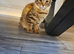 Pixie bob mixed kittens ready now