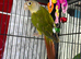 Baby&rsquo;s green cheek conure