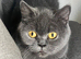 British cats