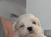 Stunning malshi puppy's
