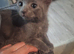 Female grey kitten.