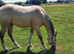 Yearling Gelding – To Make Around 15.2hh
