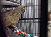 Patagonian conure