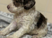 Tiny toy cockapoo
