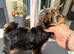 beautiful Yorkshire terrier puppy bitches