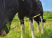 Shire gelding