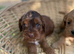 F1 B cavapoo puppies