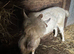 Saanen billy goat (entire)