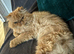 Persian cat for sale