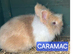 Rescue bunnies looking for homes