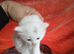 Beautyful, fluffy, kittens.