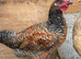 Chicken for sale