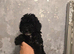 Beautiful F1BB rare curly cockapoo's