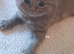 Top quality Blue British shorthairs for Sale