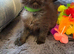 Maine Coon Registered TICA