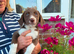 Cocker Spaniel x Border Collie puppies