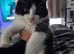 Part main coon kittens last one 10 weeks old