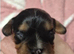 BASED IN STOKE - 1 x Boy Cavalier King Charles Puppy  LEFT
