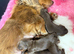 Kc registered mini long haired dachshund