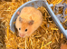 Syrian hamsters ready now