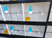 Sale day/trading cages