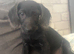 Labradoodle puppies