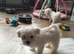 Two beautiful pedigree Maltese boys eft