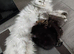 Pedigree Persian kittens for sale