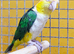Baby yellow thigh Caique