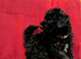 Toy poodle puppies KC reg Fully Vaccinated