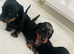 Beautiful dachshund puppies