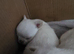 Apple head Chihuahua puppies amazing breeding