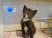 2 kittens looking for homes