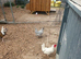 Chickens for sale