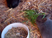 Netherland dwarfs