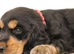 Show cocker spaniels