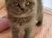 Gorgeous GCCF BSH Kittens