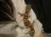 1 year and 1 month old lepord gecko, really well handled