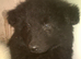Beautiful K.C. Reg. Black / White German Shepherd Pups