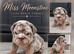 New English bulldogs