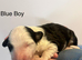 Lassie/Border Collie X Toy Poodle