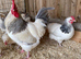 Light and coronation sussex hatching eggs