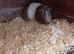 Male Guinea Pigs for sale