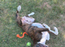 Beautiful brindle boxer for sale