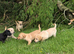 Outstanding litter of Labrador pups available