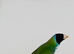 Gouldian finches